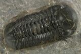 Reedops Trilobite - Atchana, Morocco #310640-1